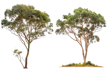 Side View of Eucalyptus Globulus Tree Isolated on Transparent or White Background, PNG
