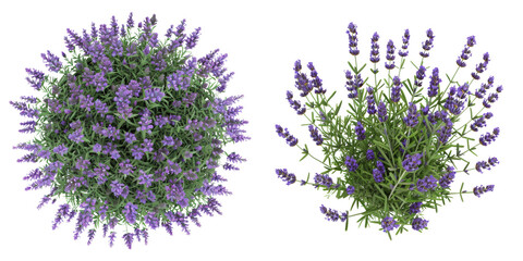 Top View of Lavender Plant Set Isolated on Transparent or White Background, PNG