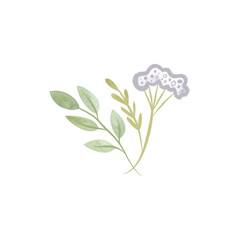 Bouquet of medicinal plants: twigs with leaves and an umbrella of white flowers. Isolated watercolor illustration on white background. Clipart for invitations and wedding cards.