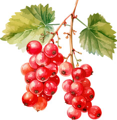 Currant fruit clipart design illustration