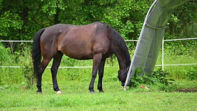 A beautiful horse is grazing on a green meadow on a sunny day. Concept for animals and nature.