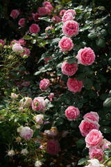 Light Pink Flower of Roses 'History' in Full Bloom
