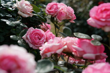 Light Pink Flower of Roses 'History' in Full Bloom
