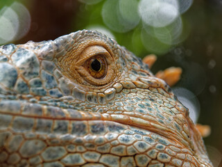 Closeup of the head and eye of a green iguana (Iguana iguana, also known as the American iguana or the common green iguana), eye open looking at camera, Saint-Martin-la-Plaine zoo, France