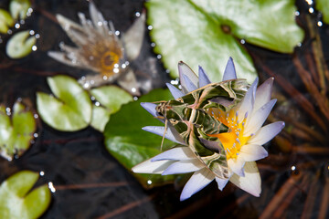 The Tropical blossom pattern, tropical flowers background. Tropical Butterfly Daphnis nerii on water-lily. Moth-Guard Month wraps up Oleander Hawk-moth on nature background.