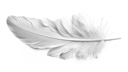 Obraz premium white feather isolated on white