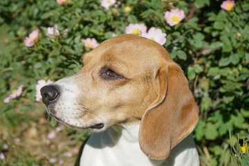Beagle dog portrait pink flowers on background