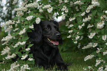 Markiesje black spaniel dog sitting in white flowers