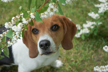 Beagle dog portrait sitting in white flowers