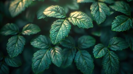 close up of leaf