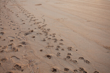 Dog footprints stretch on the beach.
