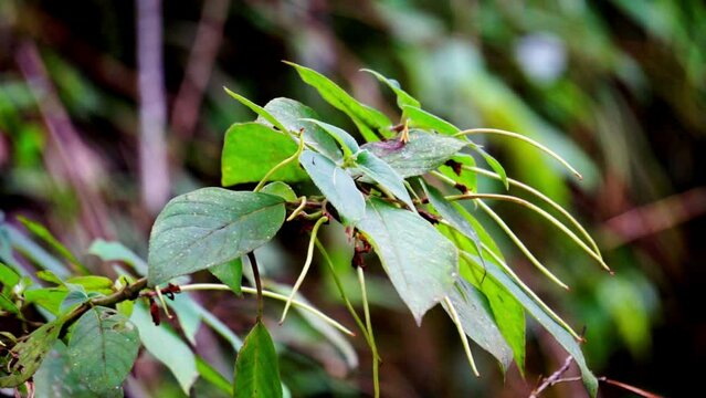 Sirih hutan (sirihan, piper aduncum, spiked pepper, spiked pepper, matico). This plant was used for stopping hemorrhages and treating ulcers