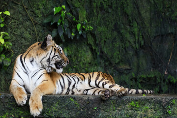 Close up Indochinese tiger is beautiful animal and dangerous in forest