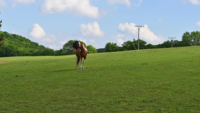 A beautiful horse is grazing on a green meadow on a sunny day. Concept for animals and nature.