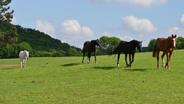 A beautiful horse is grazing on a green meadow on a sunny day. Concept for animals and nature.