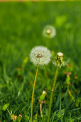 Dandelions close-up on a green lawn