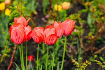 Blooming pink varietal tulips close-up, floral background