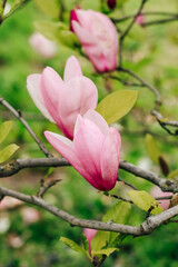 Obraz premium Pink magnolia flower close-up in botanical garden