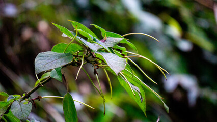 Sirih hutan (sirihan, piper aduncum, spiked pepper, spiked pepper, matico). This plant was used for stopping hemorrhages and treating ulcers