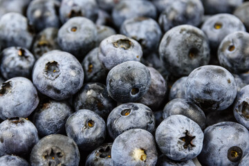 Background of the many blueberries. Healthy eating concept