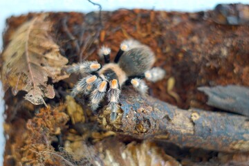 The Brachypelma boehmei tarantula is venomous and can paralyze prey