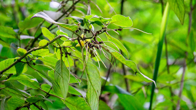 Sirih hutan (sirihan, piper aduncum, spiked pepper, spiked pepper, matico). This plant was used for stopping hemorrhages and treating ulcers