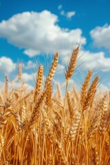 Fototapeta premium Golden Wheat With Blue Sky