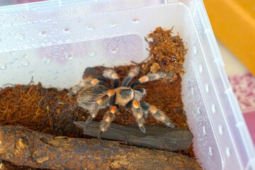 The Brachypelma boehmei tarantula is venomous and can paralyze prey