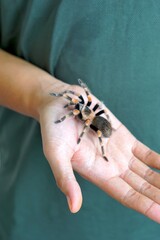 Holding Brachypelma boehmi tarantula by hand