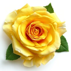 A vibrant yellow rose with green leaves