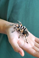 Obraz premium Holding Brachypelma boehmi tarantula by hand