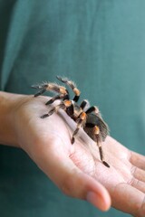 Holding Brachypelma boehmi tarantula by hand