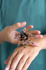 Holding Brachypelma boehmi tarantula by hand