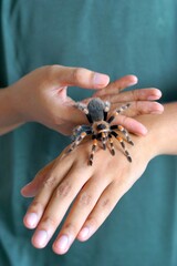 Holding Brachypelma boehmi tarantula by hand