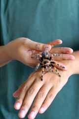 Holding Brachypelma boehmi tarantula by hand