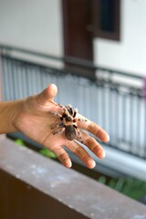 Holding Brachypelma boehmi tarantula by hand