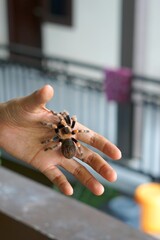 Holding Brachypelma boehmi tarantula by hand