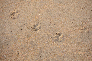 Dog footprints on the sandy beach