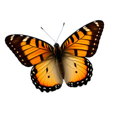 Fototapeta premium butterfly, png file of isolated cutout object
