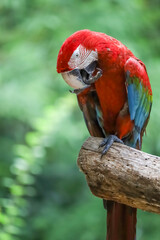 Close up head the red macaw parrot bird in garden