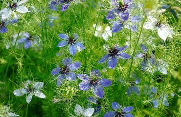 初夏の風景：光の中の一重のニゲラの白と青の花

