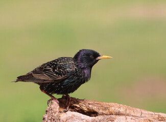 Starling