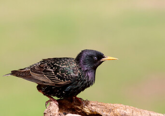 Starling