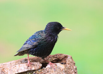 Starling