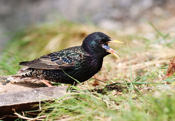 Fototapeta premium Starling