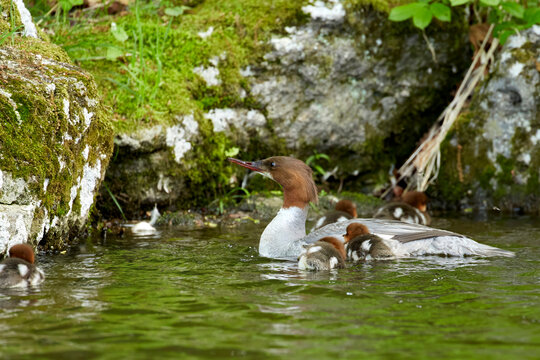 A common merganser with chicks in a pond at a park in early summer.