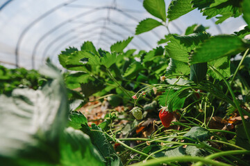 growing strawberries in a greenhouse, picking and harvesting fruits, organic farming