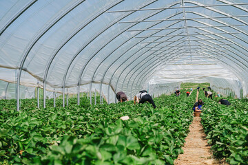 growing strawberries in a greenhouse, picking and harvesting fruits, organic farming