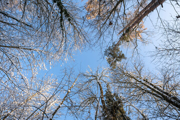 a snow covered forest and sky in winter time stock photo