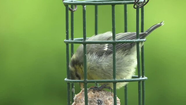 Young Blue Tit (Cyanistes caeruleus) feeding on fat balls inside a garden bird feeder. Late May, Kent, UK [Half speed]	